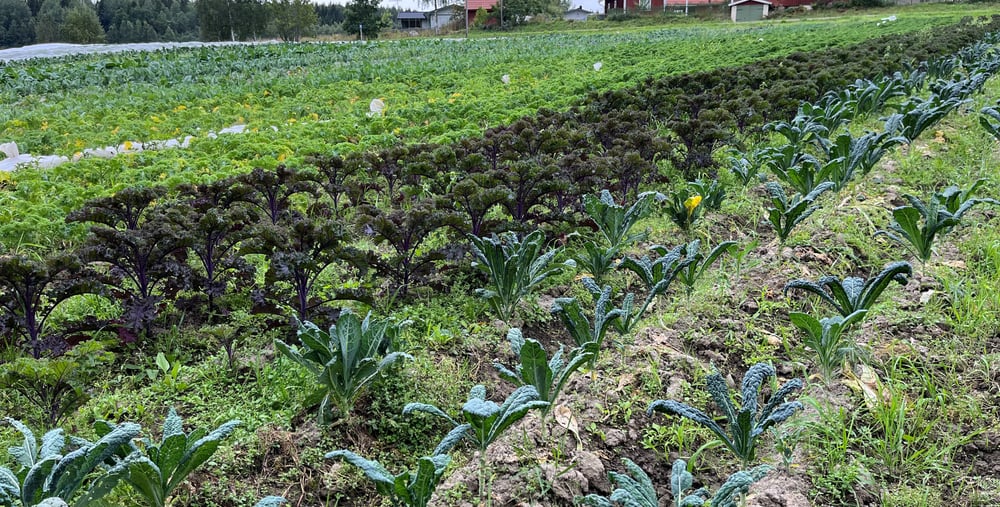 Fält med grönsaksodling där grönkål och andra kålsorter växer