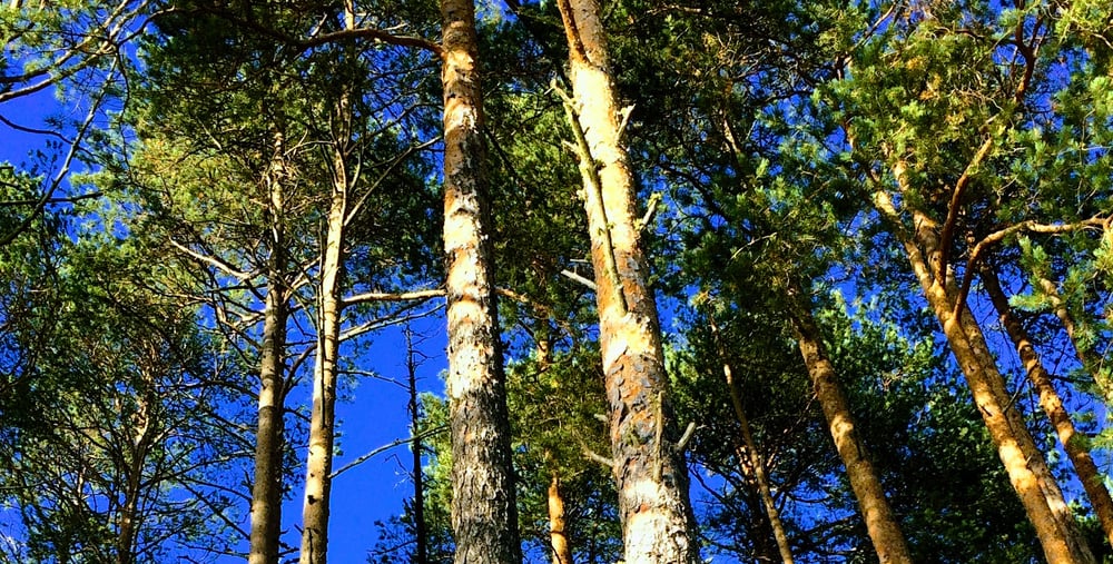 Samla kraft, sommarkurs Forsa folkhögskola 2021