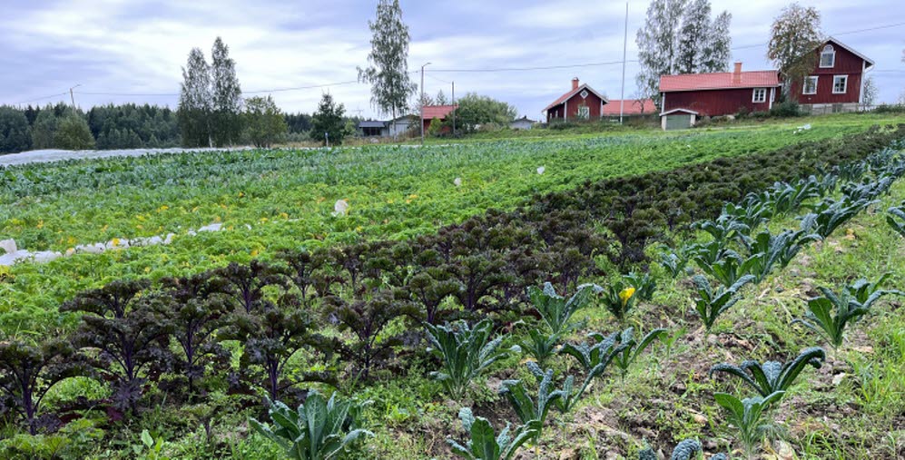 Fält med grönsaksodling där grönkål och andra kålsorter växer