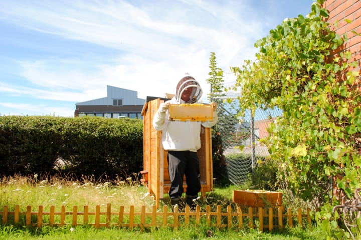 Biodlare bär en vaxkaka från en bikupa.