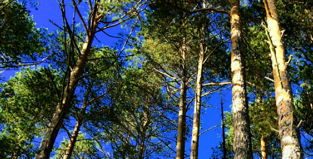 Samla kraft, sommarkurs Forsa folkhögskola 2021